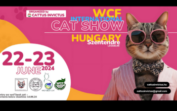 Nemzetközi Macskakiállítás Szentendrén